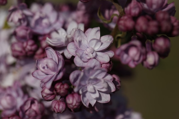 春の庭のライラックの花の枝