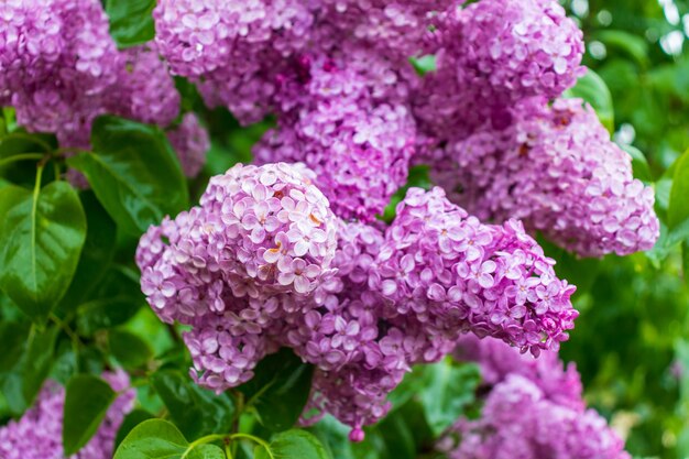 緑の葉を持つライラックの花の枝大きなライラックの枝が咲く明るい花ライラックの茂み