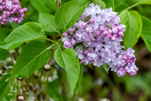 A branch of lilac flowers with green leaves close-up on a blurred background in spring,soft focus.