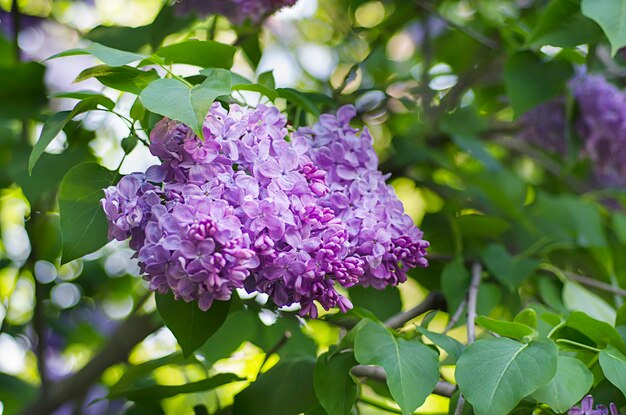 Branch of lilac flowers with green leaves floral natural background soft focus