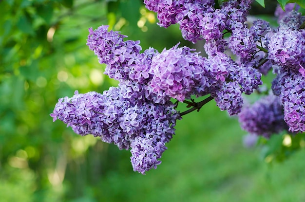 Branch of lilac flowers with green leaves floral natural background soft focus