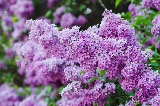 Branch of lilac flowers with green leaves floral natural background soft focus