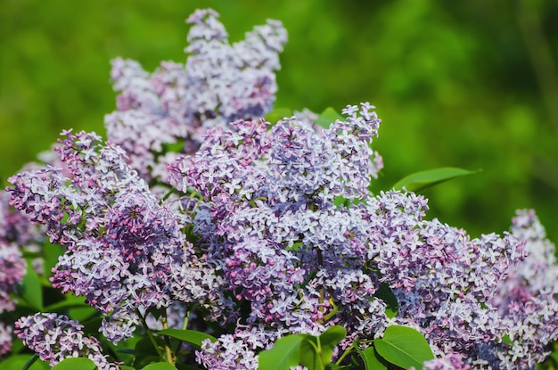 Branch of lilac flowers with green leaves floral natural background soft focus