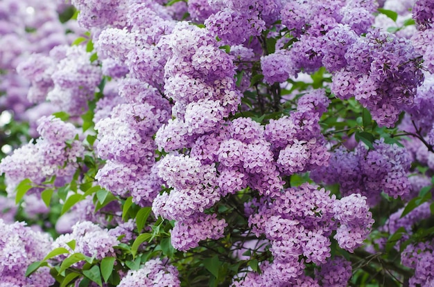 Branch of lilac flowers with green leaves floral natural background soft focus