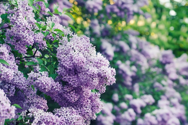 緑の葉とライラックの花の枝花の自然な背景ソフトフォーカス