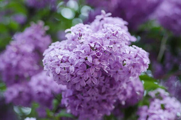 Branch of lilac flowers with green leaves floral natural background soft focus