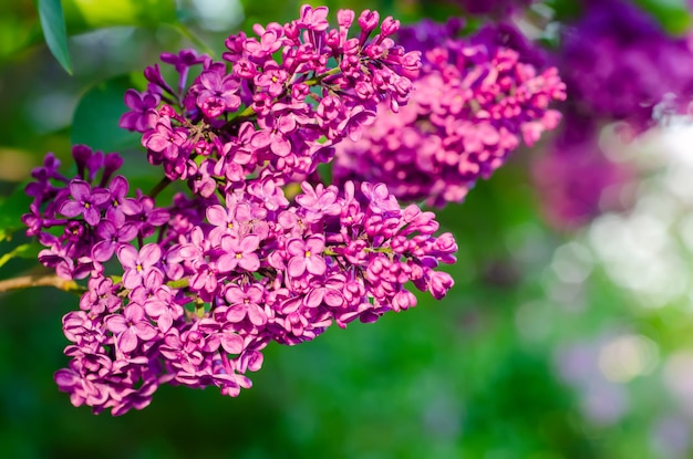 緑の葉、花の自然な季節の流行に敏感な背景を持つライラックの花の枝