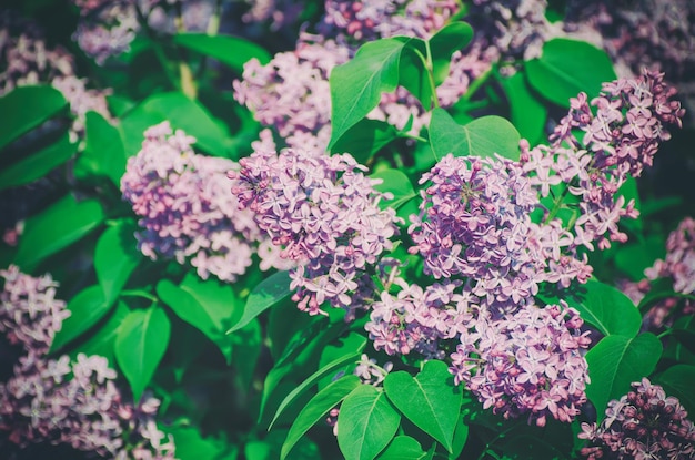 Branch of lilac flowers with green  leaves, floral natural vintage hipster background, soft focus