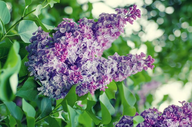 Branch of lilac flowers with green leaves, floral natural vintage hipster background