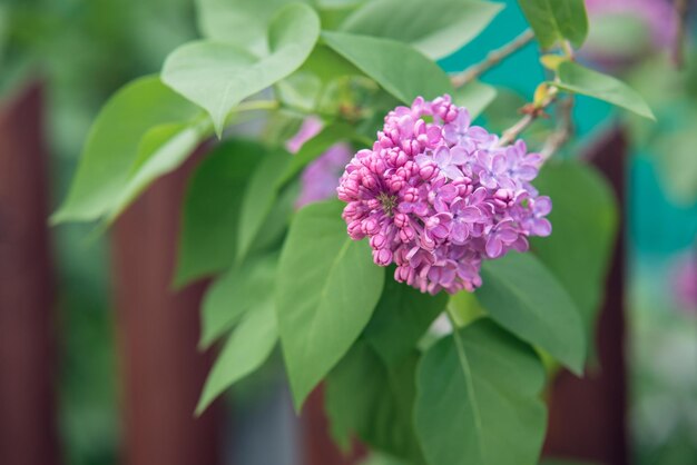 Photo branch of lilac flowers with green leaves in a rustic style