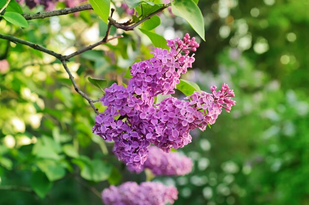 葉の花の背景を持つライラックの花の枝