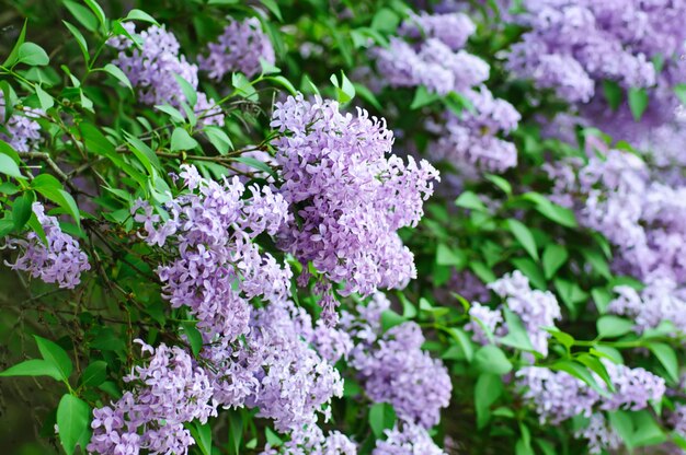 葉の花の背景を持つライラックの花の枝