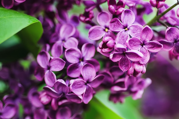 Branch of lilac flowers with the leaves, floral natural background