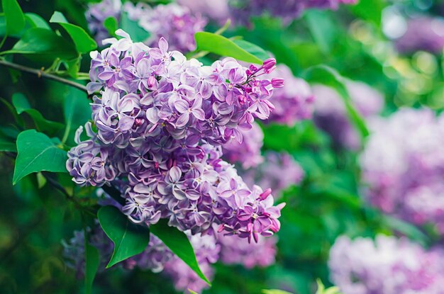 Branch of lilac flowers with the leaves floral natural background