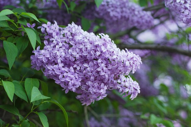 Branch of lilac flowers with the leaves floral natural background