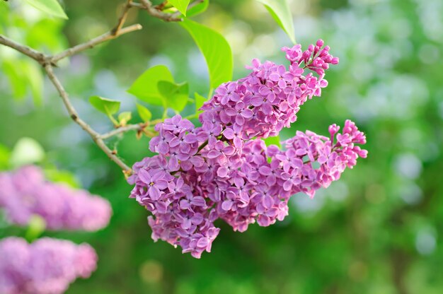 葉とライラックの花の枝