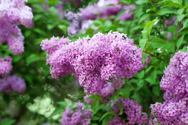 ライラックの花の枝