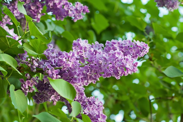 ライラックの花の枝