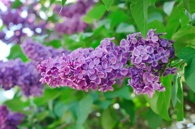 ライラックの花の枝