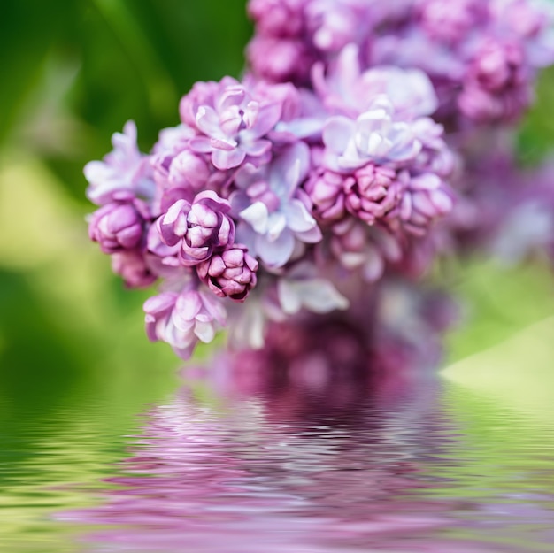 ライラックの花の枝