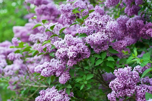 Branch of lilac flowers