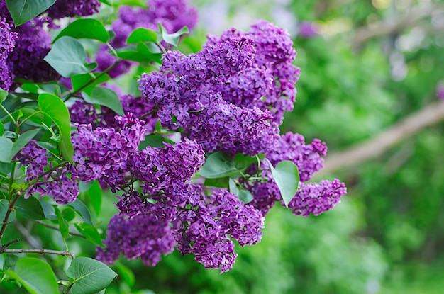 Branch of lilac flowers