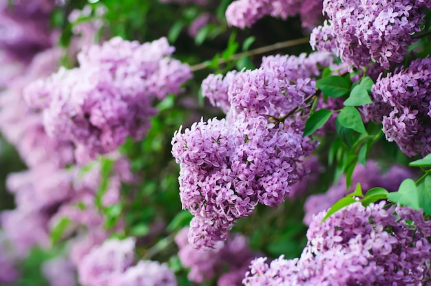 Branch of lilac flowers