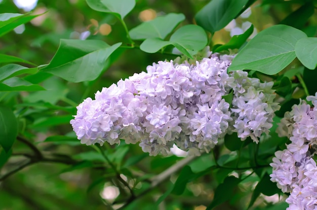 Branch of lilac flowers