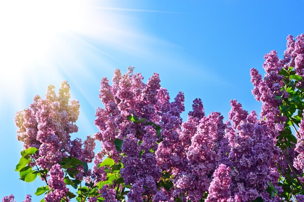 ライラックの花の枝