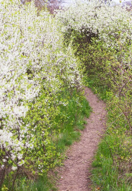 Photo branch of lilac flowers