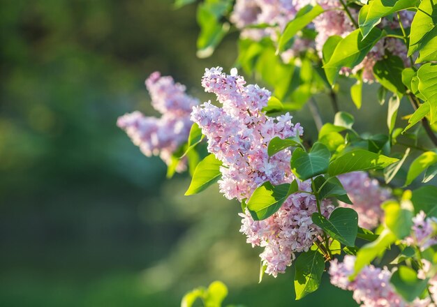 ライラックの花の枝