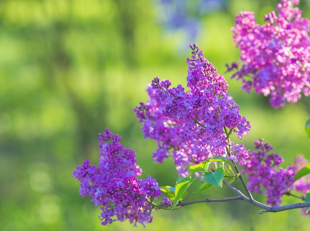 ライラックの花の枝