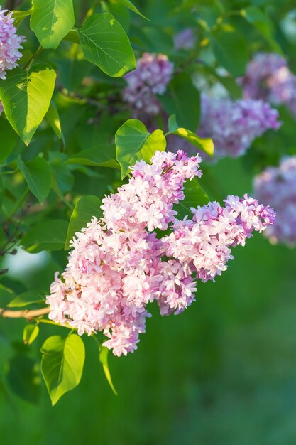 ライラックの花の枝