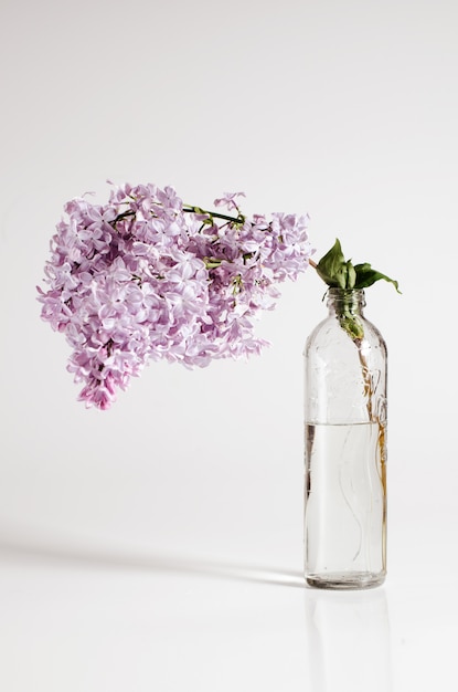 Photo branch of lilac in a glass bottle