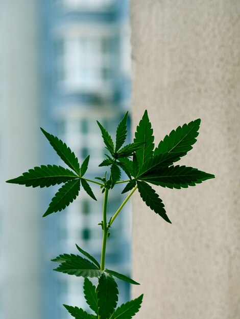 Branch of male cannabis plant.