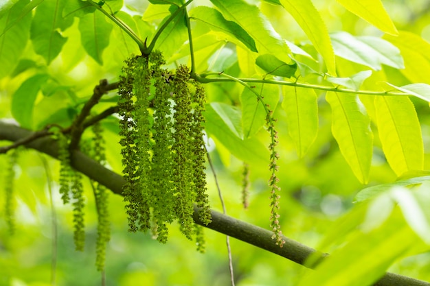 Catkins 천연 봄 배경을 가진 Manchurian nuttree Juglans mandshurica의 지점