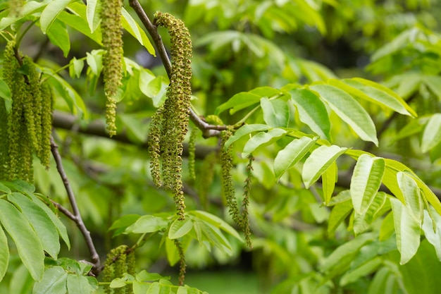 Catkins 천연 봄 배경을 가진 Manchurian nuttree Juglans mandshurica의 지점