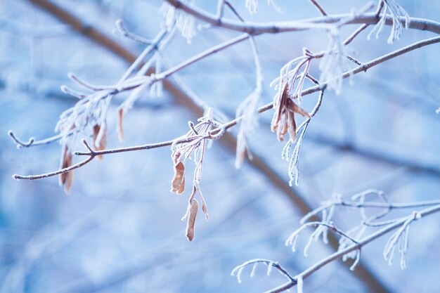 Branch of maple tree with seeds