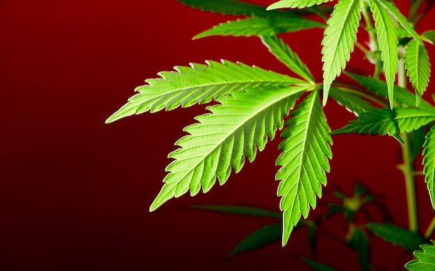 branch of marijuana plant with red background