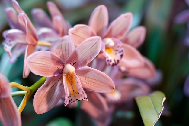 Branch mauve orchid