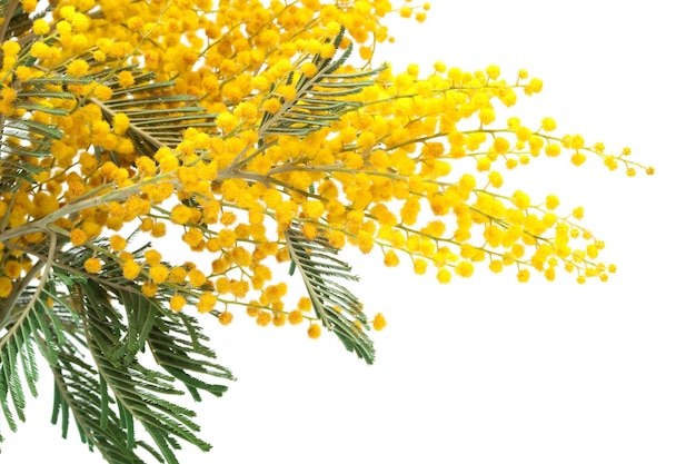 branch of a mimosa on a white background