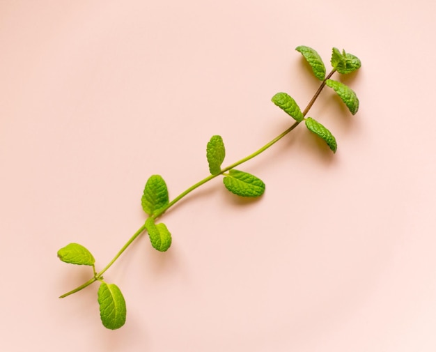 A branch of mint on a light pink background