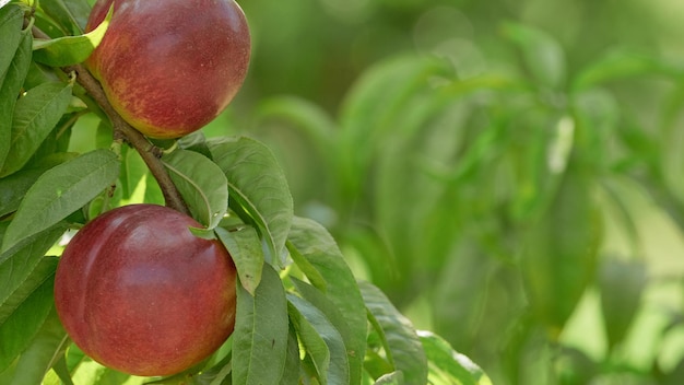 Branch of natural nectarines in the vegetable garden