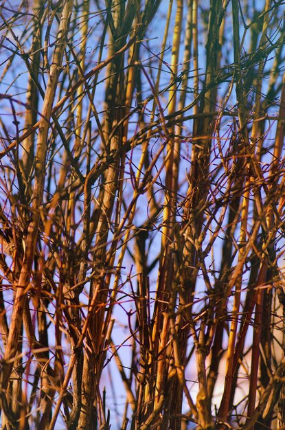 Branch no leaf in blue sky