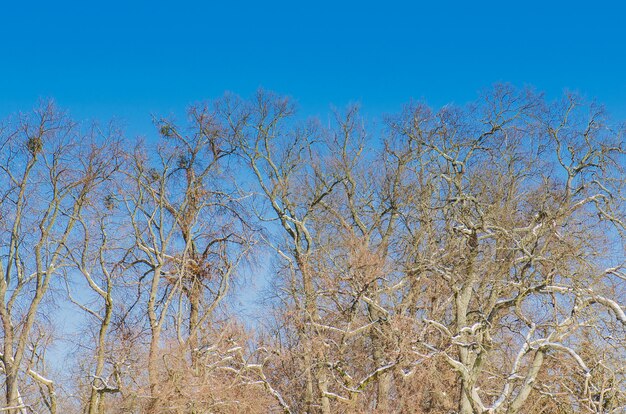 Branch no leaf in blue sky