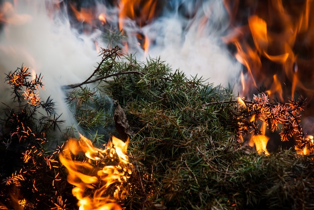 Фото Ветка дерева покрыта ярким огнем и дымом
