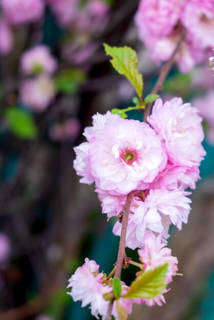 写真 くアーモンドの枝を近づける