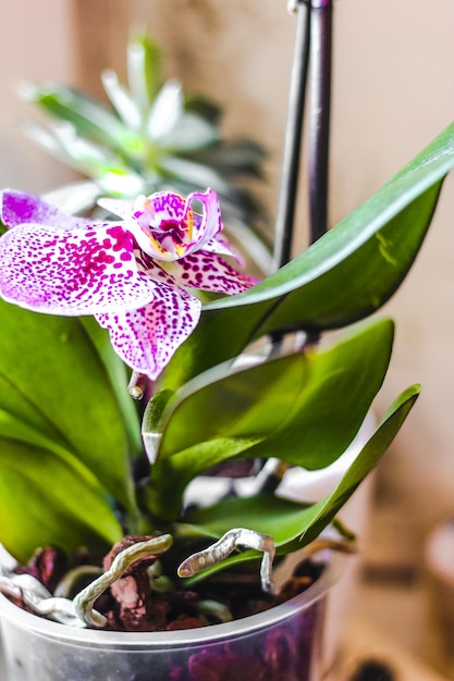 Фото Филиал цветущей фиолетовой орхидеи крупным планом фаленопсис