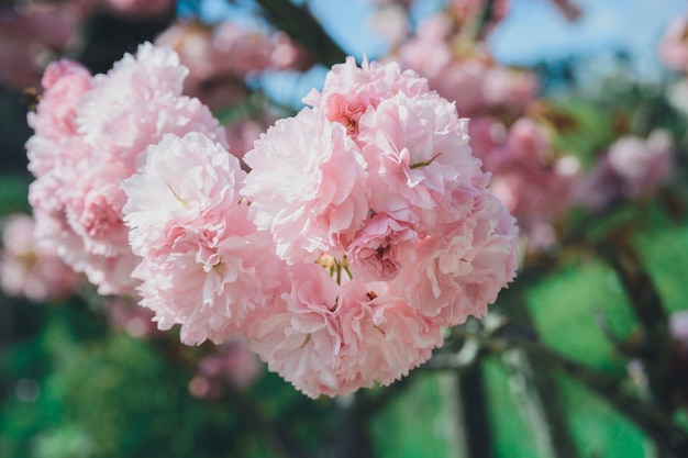 写真 庭の花ピンクチェリーまたは桜の枝。