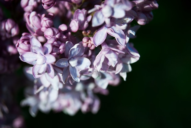 写真 開花ライラックの枝